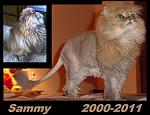 Click image for larger version

Name:	Sammy_2000-2011.JPG
Views:	843
Size:	153.0 KB
ID:	98195