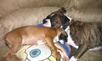 Click image for larger version

Name:	daisy and angus asleep.jpg
Views:	565
Size:	49.5 KB
ID:	101338