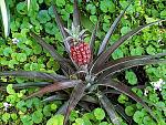 Click image for larger version

Name:	Mini Pineapple.jpg
Views:	304
Size:	198.7 KB
ID:	120204