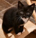 Click image for larger version

Name:	tuxedokitty.jpg
Views:	160
Size:	76.1 KB
ID:	123119